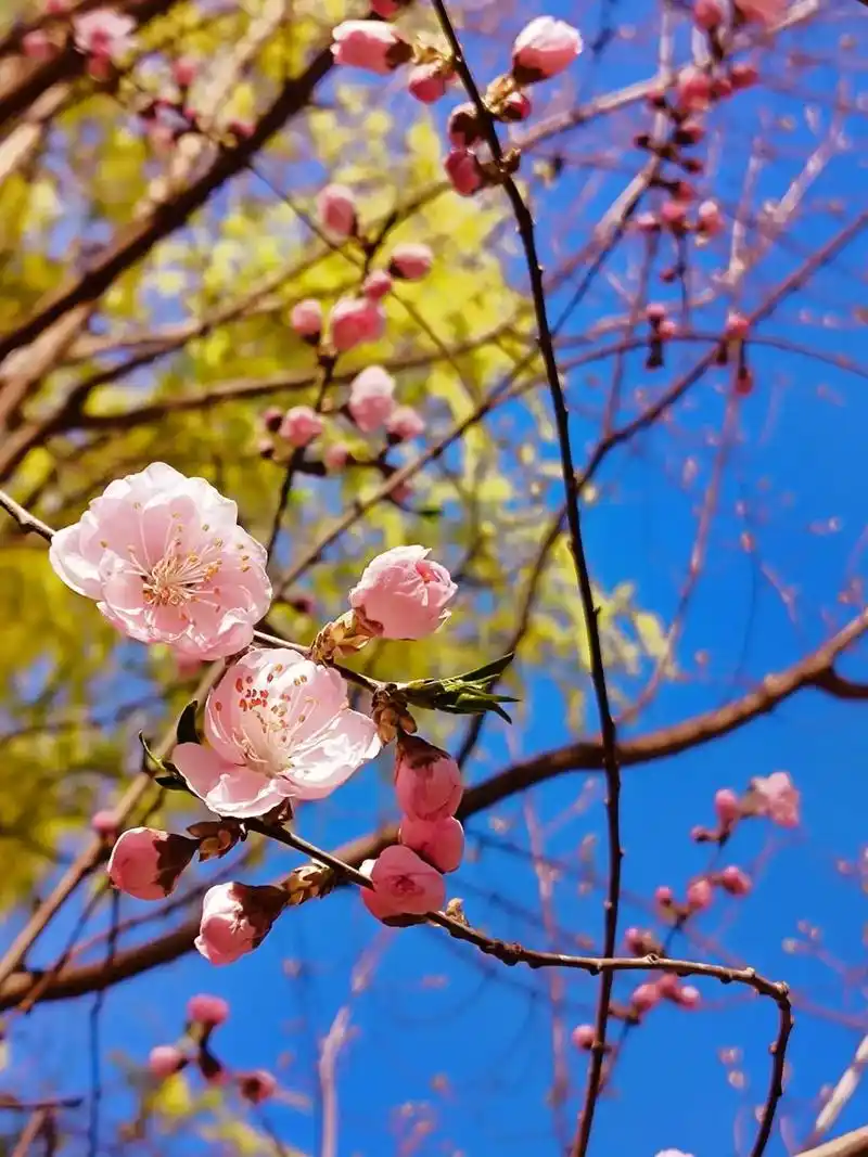 北京玉渊潭|山桃花