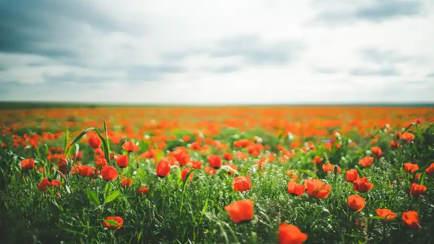 花卉 花草树木壁纸(风景静态壁纸) - 静态壁纸下载 - 元气壁纸