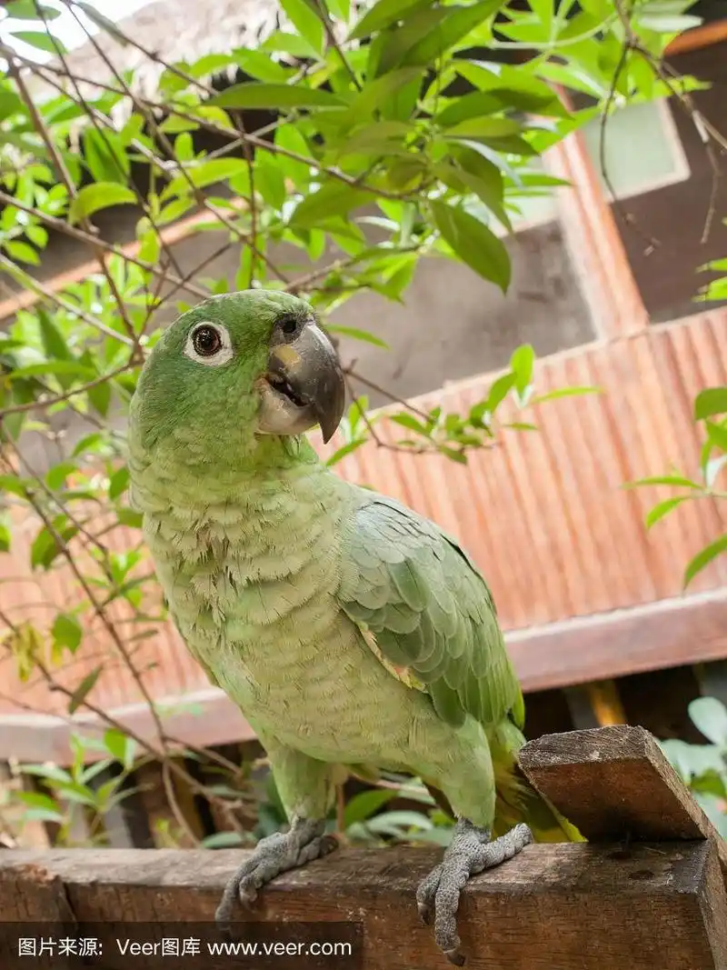 绿鹦鹉