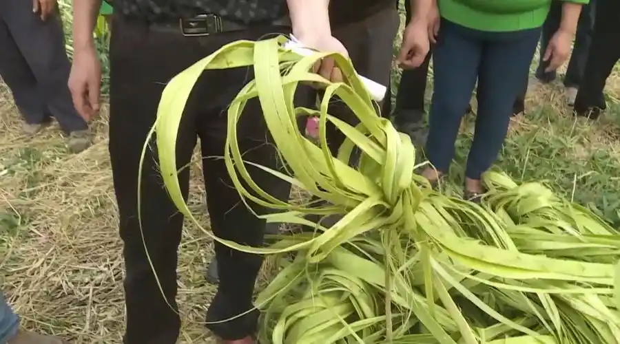剥麻也得用黑科技大叔发明硬核剥麻机800斤麻15分钟搞定