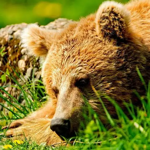 狗熊摄影壁纸 第一辑