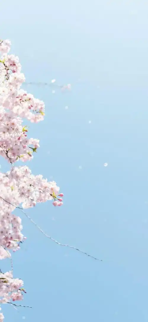 手机壁纸清新淡雅花开花落