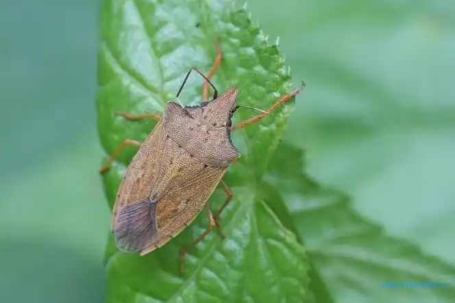 旧称蝽象,全部为陆生昆虫,大多数为植食性种类,是重要的农林害虫.