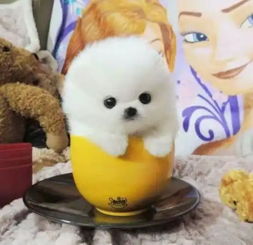 茶杯狗非常小,在一个杯子里就能装下他.