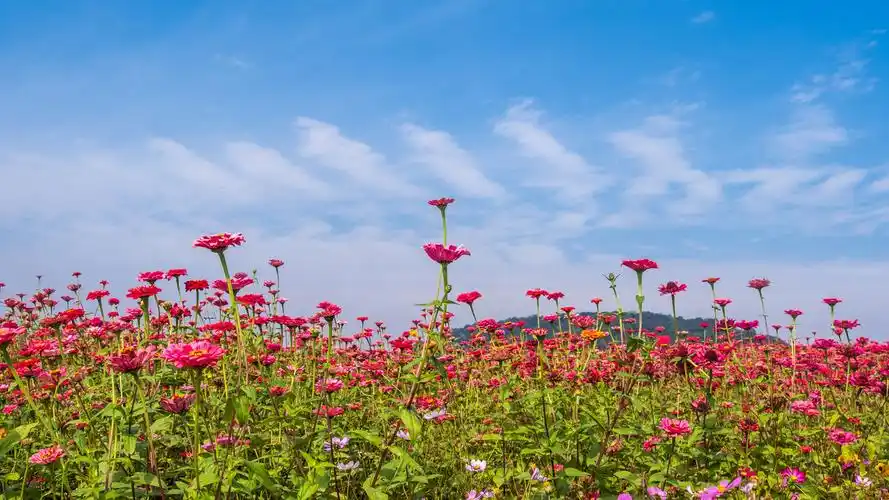 火球花 对叶菊 秋罗 步步登高 不等高 蓝天白云 天空 自然 风景 花草