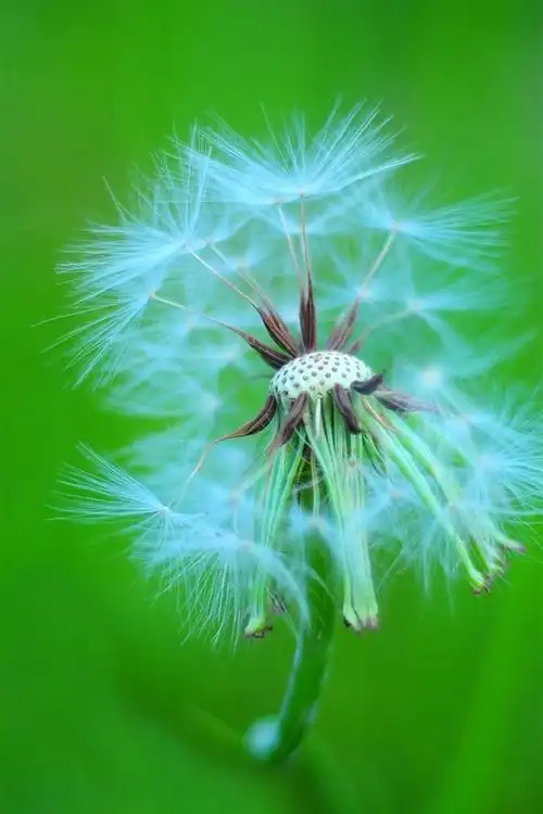 壁纸 蒲公英摄影,绿色背景 3840x2160 uhd 4k 高清壁纸, 图片, 照片