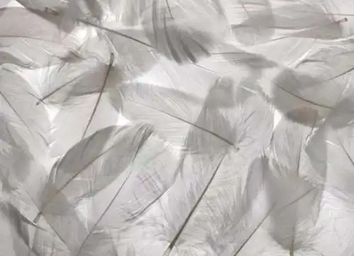 你,不过只是一根鸡毛