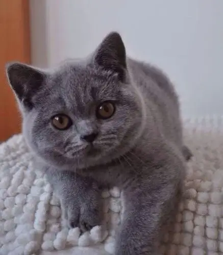 英国短毛猫,蓝猫,蓝胖子