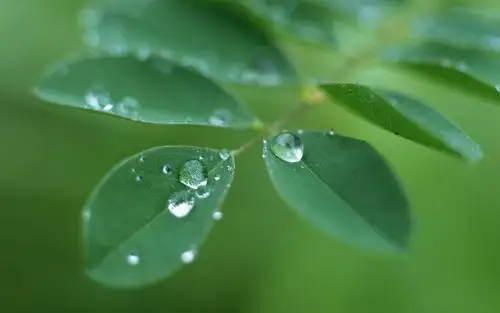 绿色树叶高清护眼植物桌面壁纸