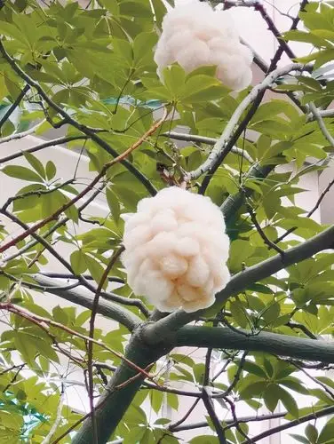 木棉飘出花絮过敏人群宜远离