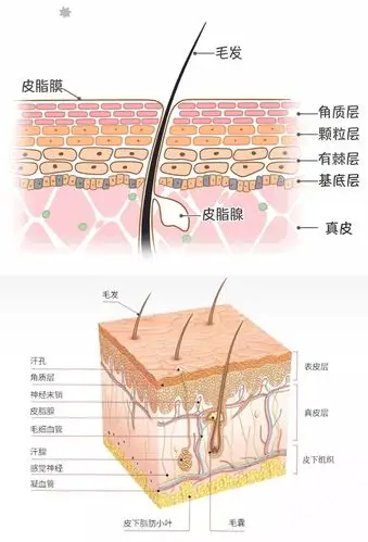 女人的脸皮要"厚"一些
