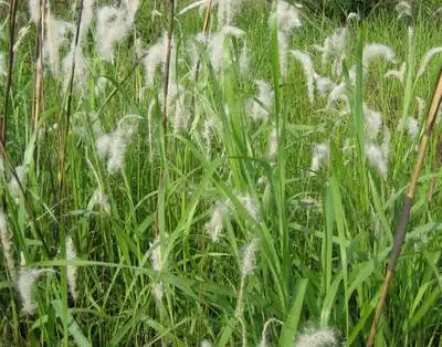 茅根草分布于中国大江南北,在各个地方均有野生.