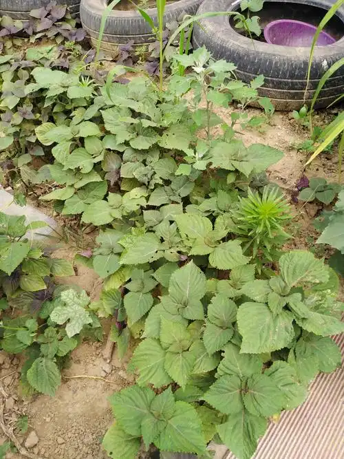 其它 抗旱抗旱! 写美篇用水坑的水浇了一 阵水就储存量急剧下降.