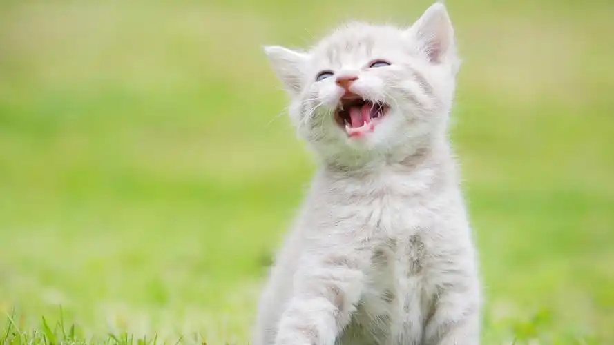 可爱喵咪图片电脑壁纸第二辑