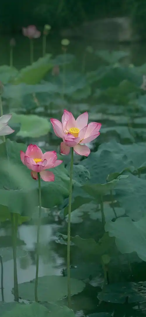 六月,池塘的荷花已悄然绽放,一朵朵,静静的在莲叶间,优雅又高贵
