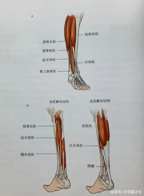 小腿和脚部肌肉   前  b 后
