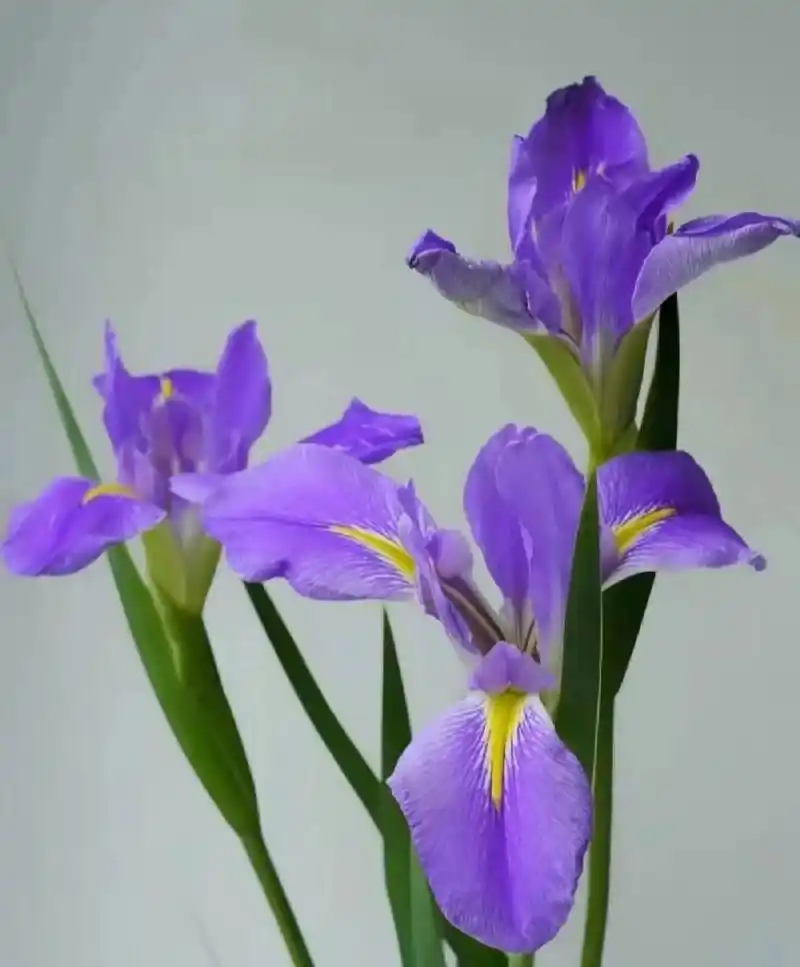 鸢尾花也是寓意着光明和自由的花 鸢尾花的花语为爱的使者,优雅的心