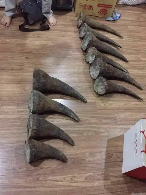 什么是蹄子料犀牛角手串