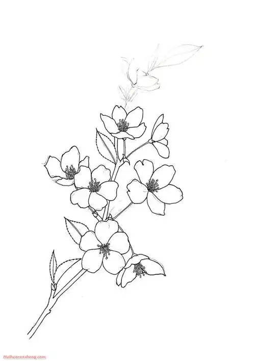 樱花铅笔画步骤_樱花铅笔画作品彩色图片