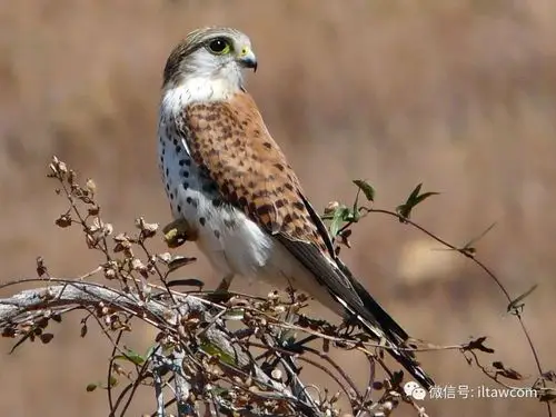 物种图册马岛隼