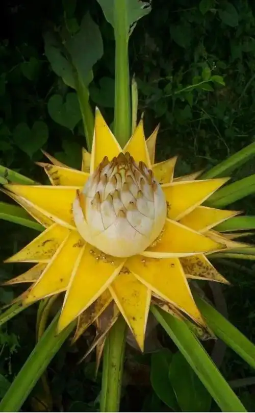 (这6种佛教圣花家里养一盆)(15)