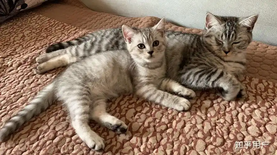 英短跟美短能配种吗