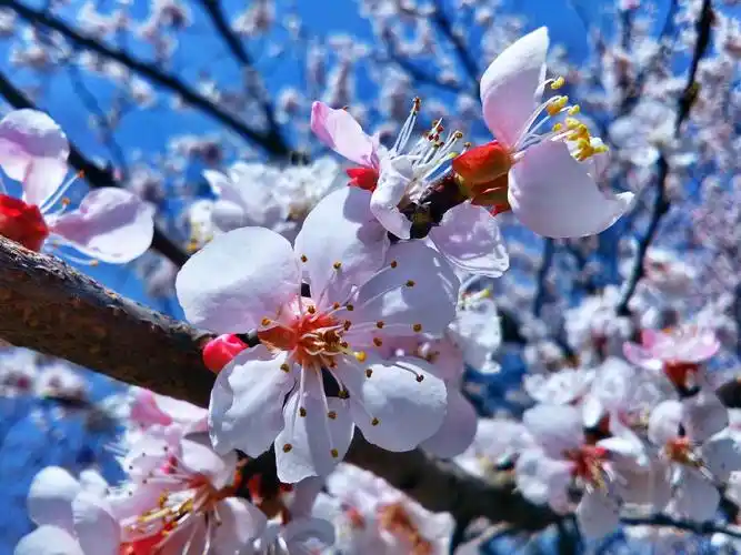 【y33】~杏花烂漫