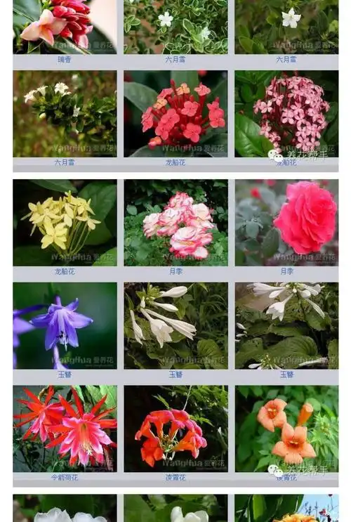 花卉名字大全