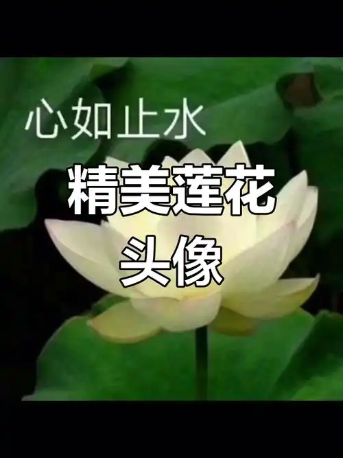 莲花头像的艺术之美