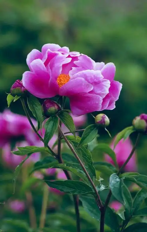 鲜艳唯美的花朵,图片大全,高清,图库-回车桌面