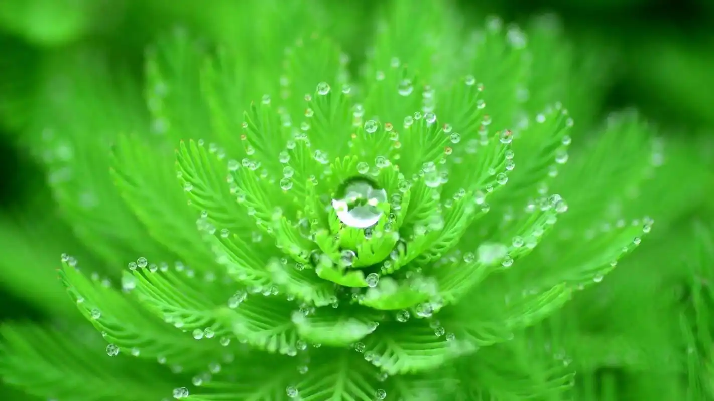 绿色护眼电脑壁纸高清大图预览1920x1080_风景壁纸下载_美桌网