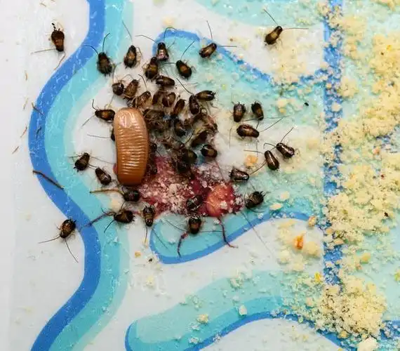 家里发现蟑螂幼虫怎么办_生活常识_中睿百科网