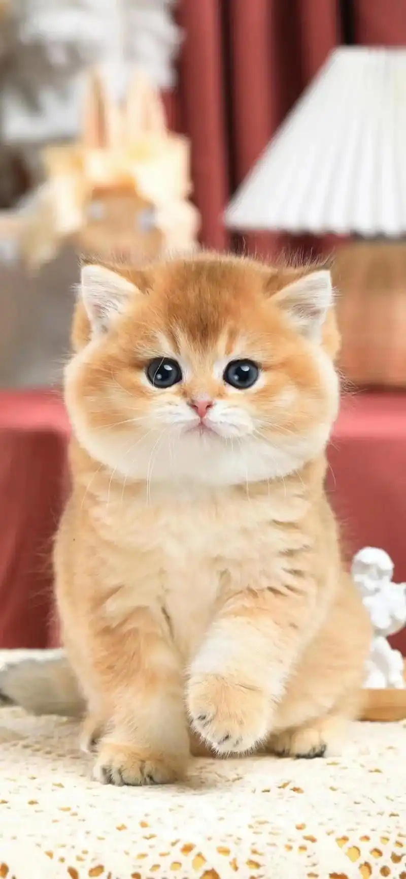 英短金渐层猫,非常可爱,弟弟妹妹都有 性格特别好 个个包子脸 - 抖音