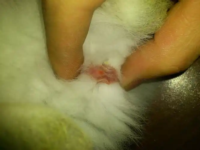 大家帮我分分这两个兔子的雌雄啊,有图片的,谢谢