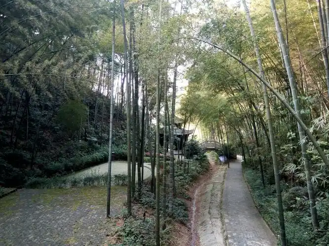 走进茶山竹海~十面埋伏