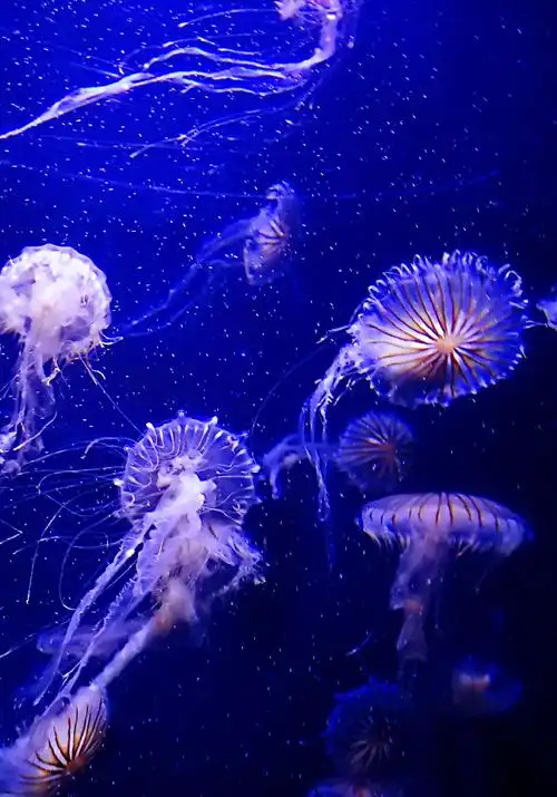 游玩青岛海底世界,认识自然,了解自然,深爱大自然给予我们的美和它