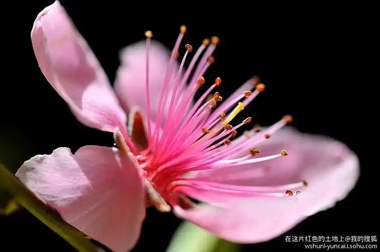桃花花瓣和花蕊