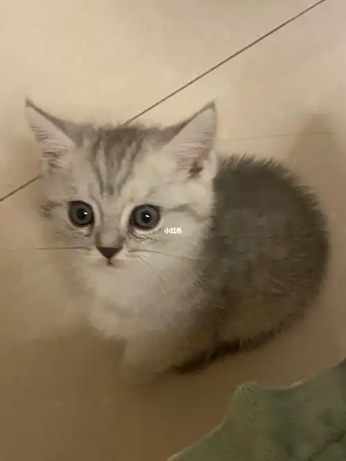 英短美短还是银渐层到底是什么猫