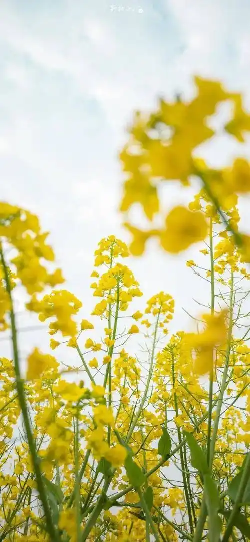 壁纸合集 | 今日份小清新壁纸