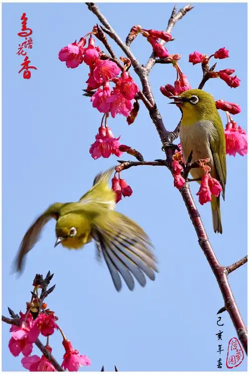 【鸟语花香】千幅图(二)