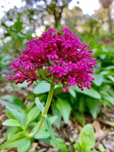 与名字不相符的花卉,也是一种情花.