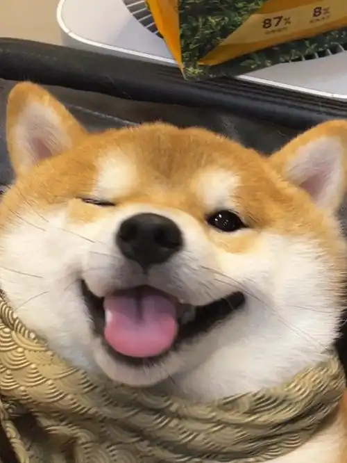 是让人心动的wink91.#柴犬 #治愈系笑容 #萌宠出道计 - 抖音