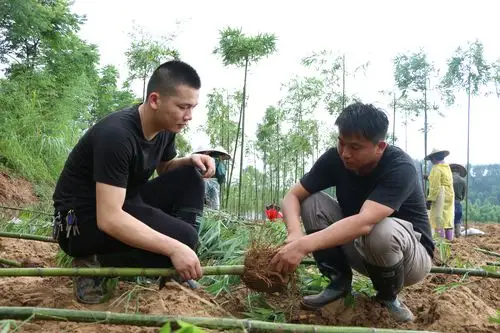 卫闽镇雷竹种植拓宽致富路,发展"绿色银行"