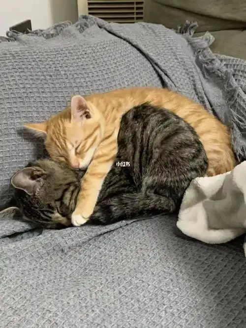 说说那些你养了猫才知道的事