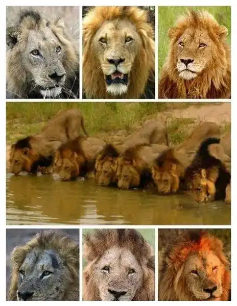 传奇雄狮联盟坏男孩又译黑手党