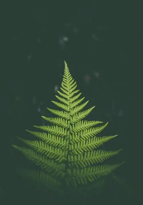 浓郁的深绿色配上你的高清全面屏简直了丨全面屏必备|163_手机网易网