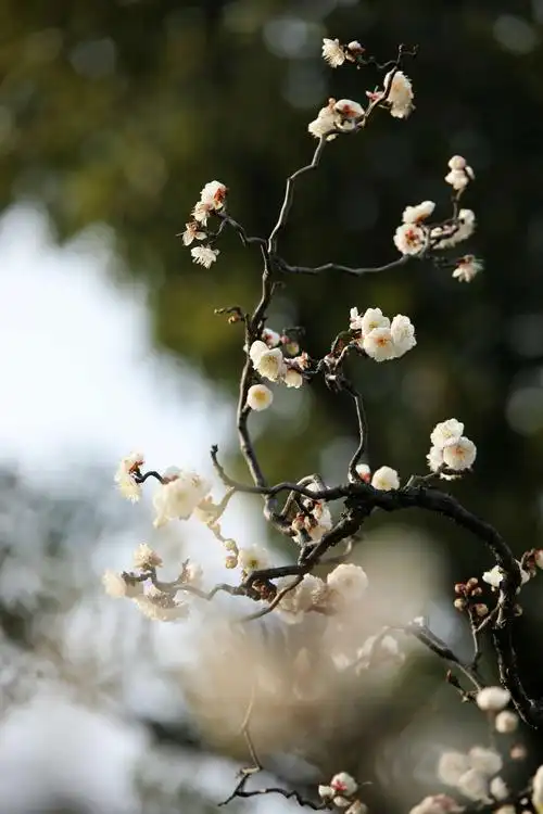 今在莘庄梅园拍摄龙游梅,红梅供大家欣赏