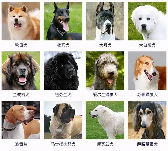 好养的中大型犬(好养的大型犬排行榜) - 114知识网