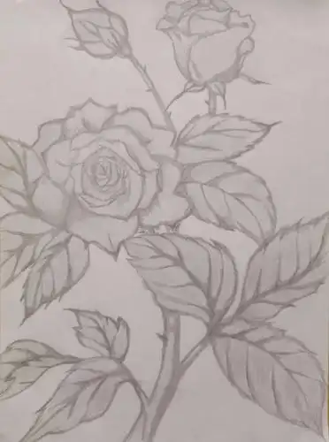 首届绘画比赛展素描作品a1016.③