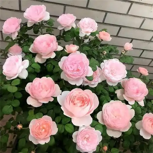 月季花界的"女神"—瑞典女王,优雅贵气,带你观赏一下